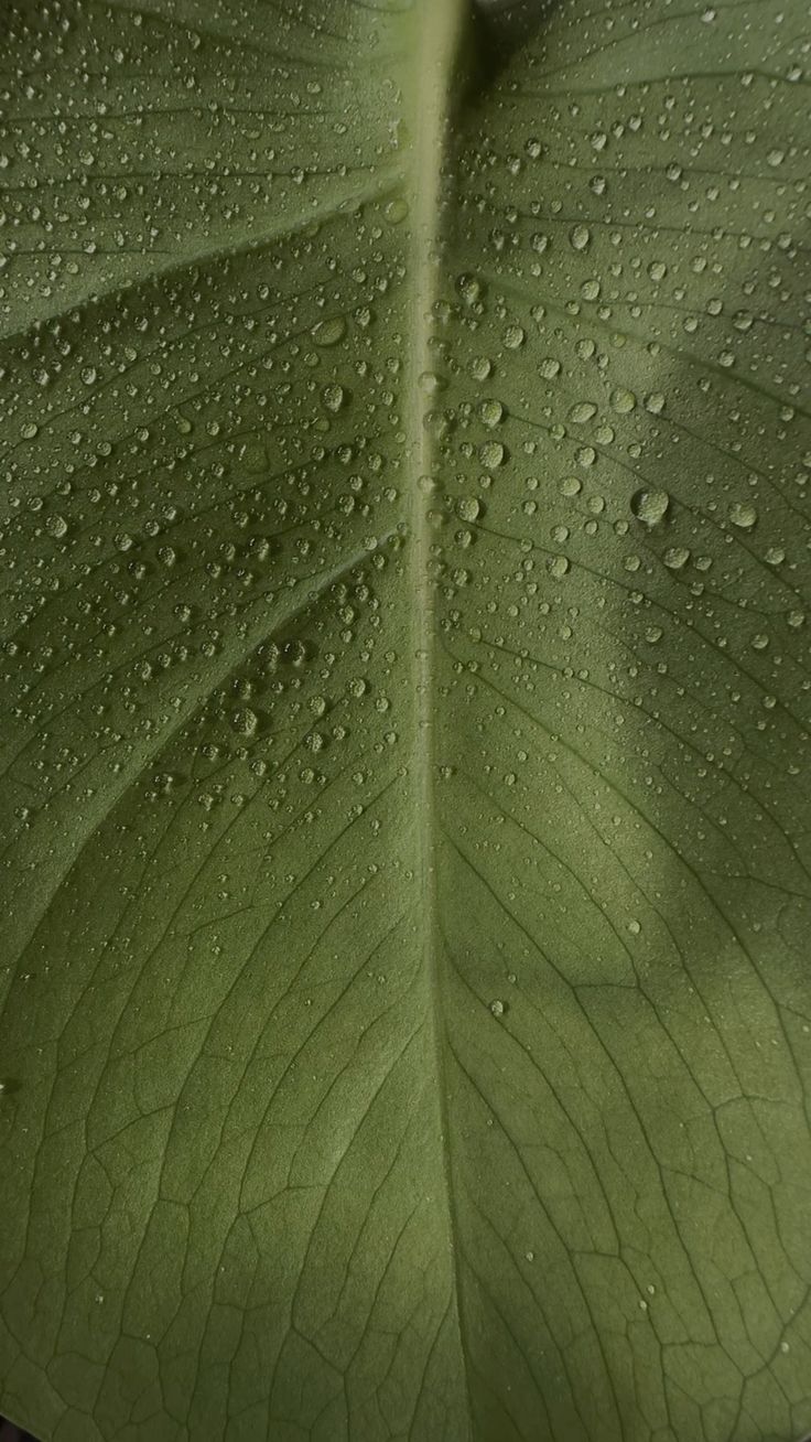 Hoja verde oliva cubierta de gotas de rocío